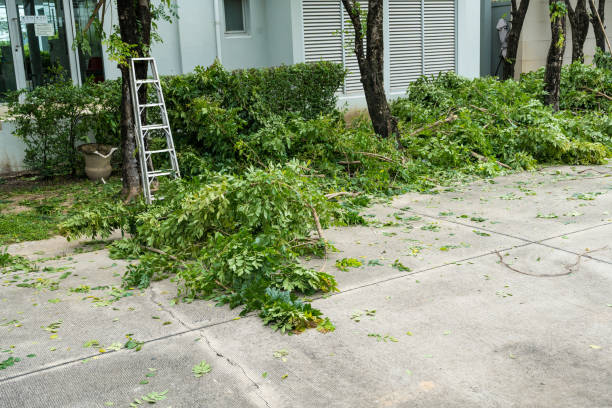 Best Arborist Services Near Me  in Lake Park, FL